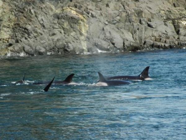 Orcas in Kelsey Bay